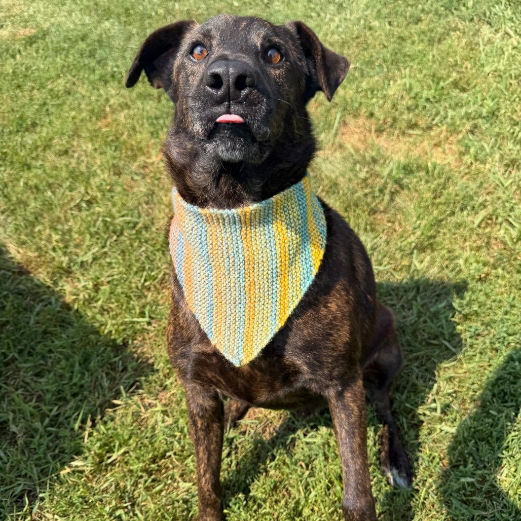 Axel, a Adoptable mixed breed in Wadena, MN image 3/6