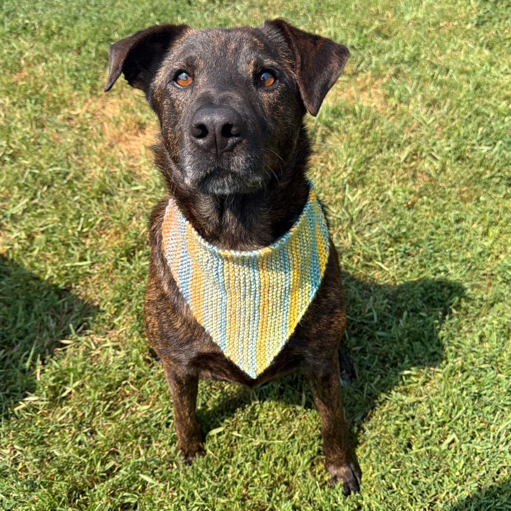 Axel, a Adoptable mixed breed in Wadena, MN image 4/6