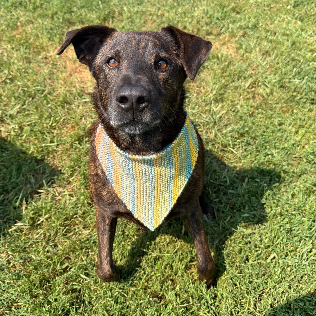 Axel, a Adoptable mixed breed in Wadena, MN image 5/6