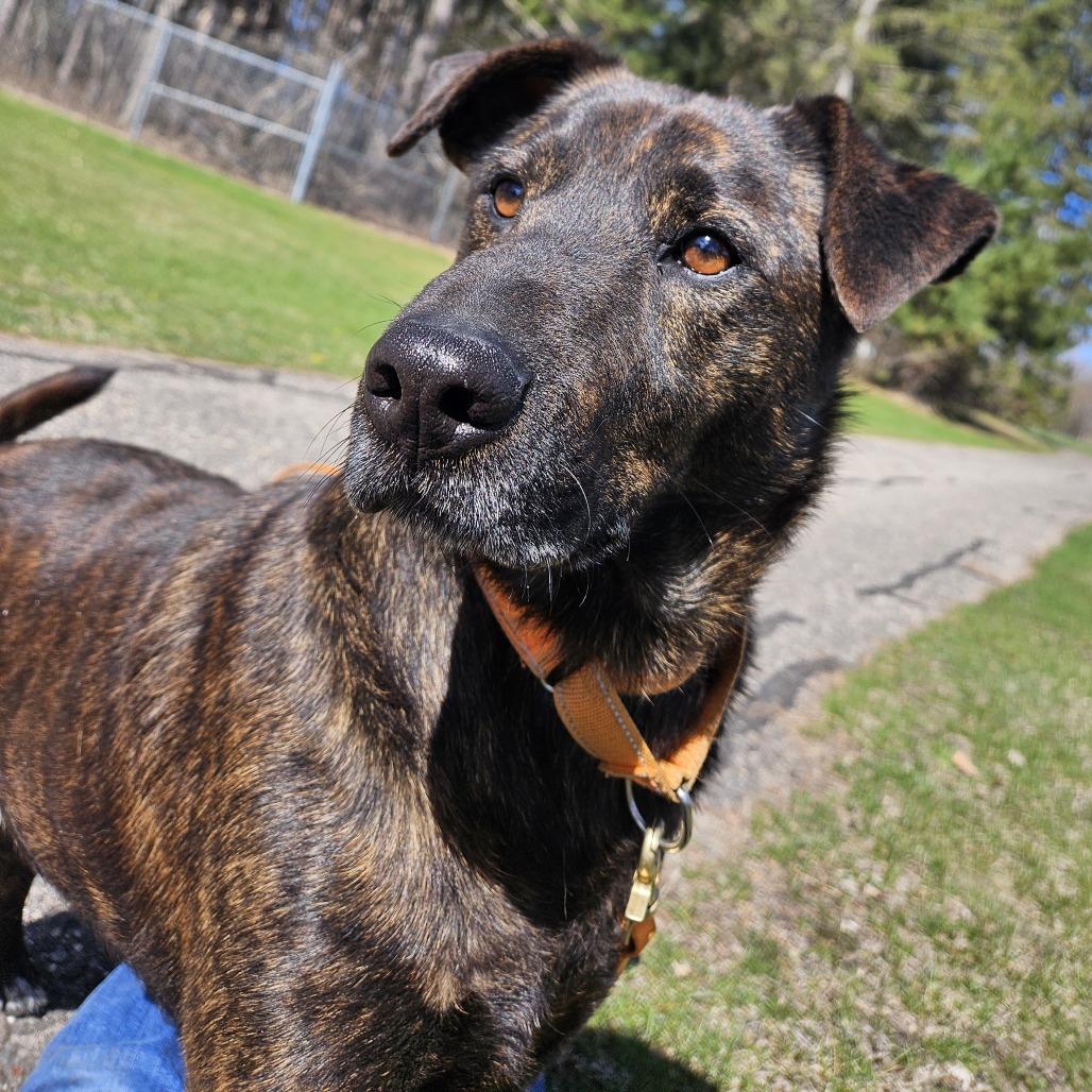 Axel, a Adoptable mixed breed in Wadena, MN image 6/6