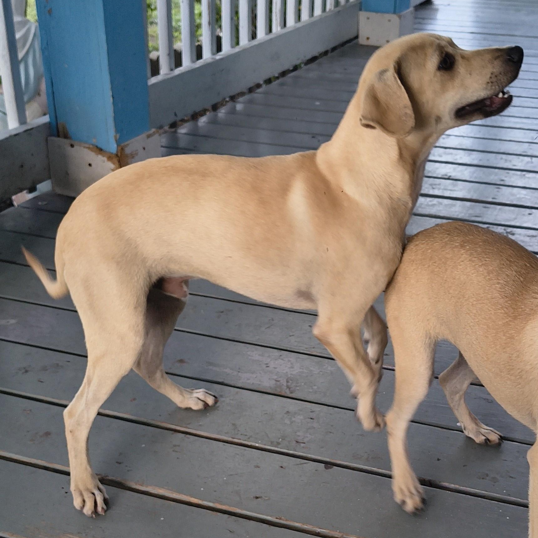 Enlarge Manny, a ADOPTABLE mixed breed in Beeville, TX image 1/2