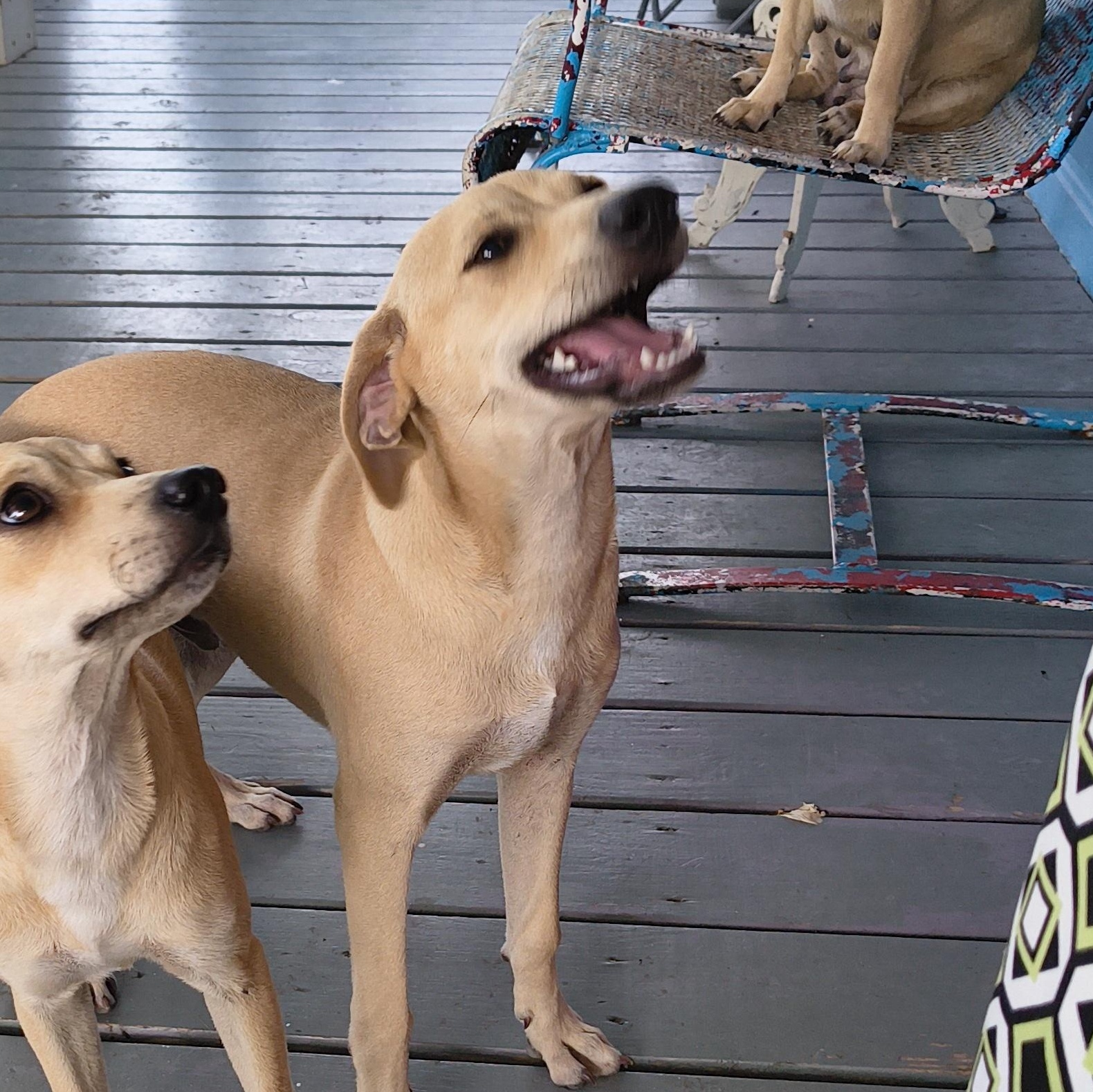 Enlarge Manny, a ADOPTABLE mixed breed in Beeville, TX image 2/2