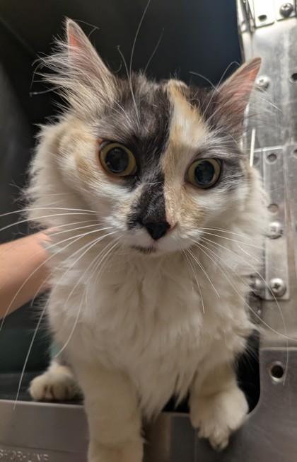 Enlarge Tumble, an adopted Domestic Long Hair in Bellingham, WA image 2/4