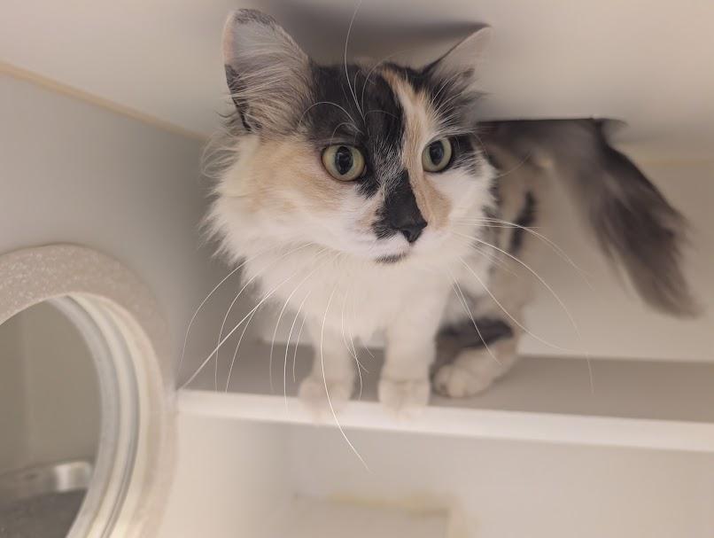 Enlarge Tumble, an adopted Domestic Long Hair in Bellingham, WA image 3/4