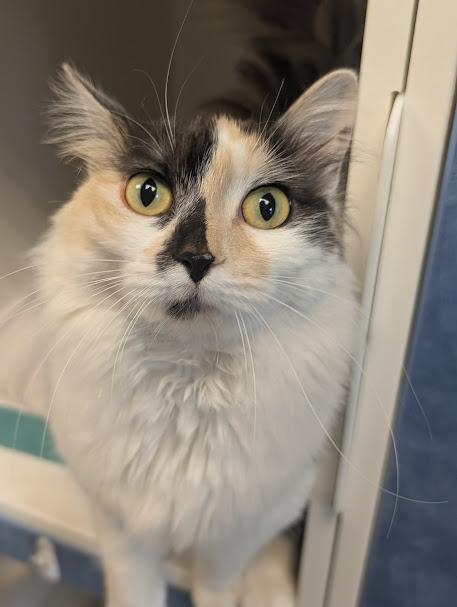 Tumble, ADOPTABLE, Young Female Domestic Long Hair.