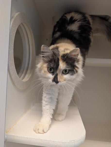 Enlarge Tumble, an adopted Domestic Long Hair in Bellingham, WA image 4/4