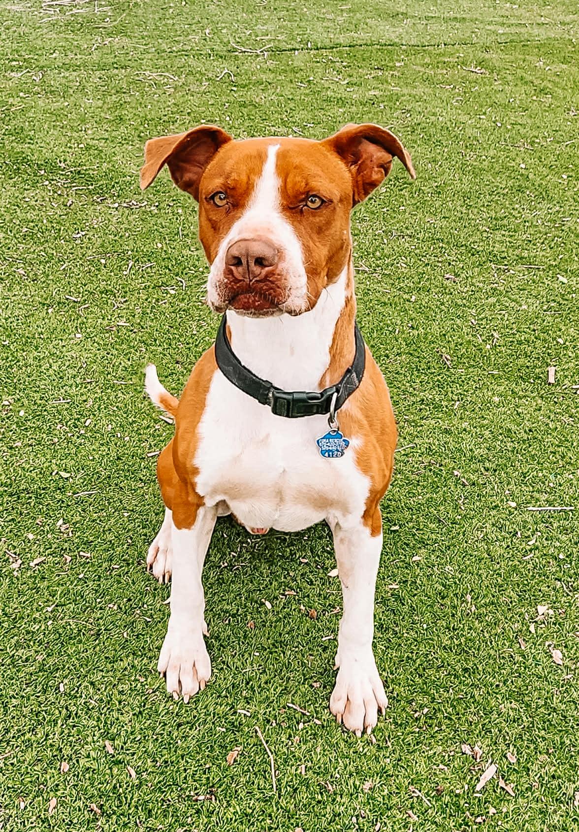 Enlarge Diego, a Adoptable mixed breed in Roswell, NM image 6/6