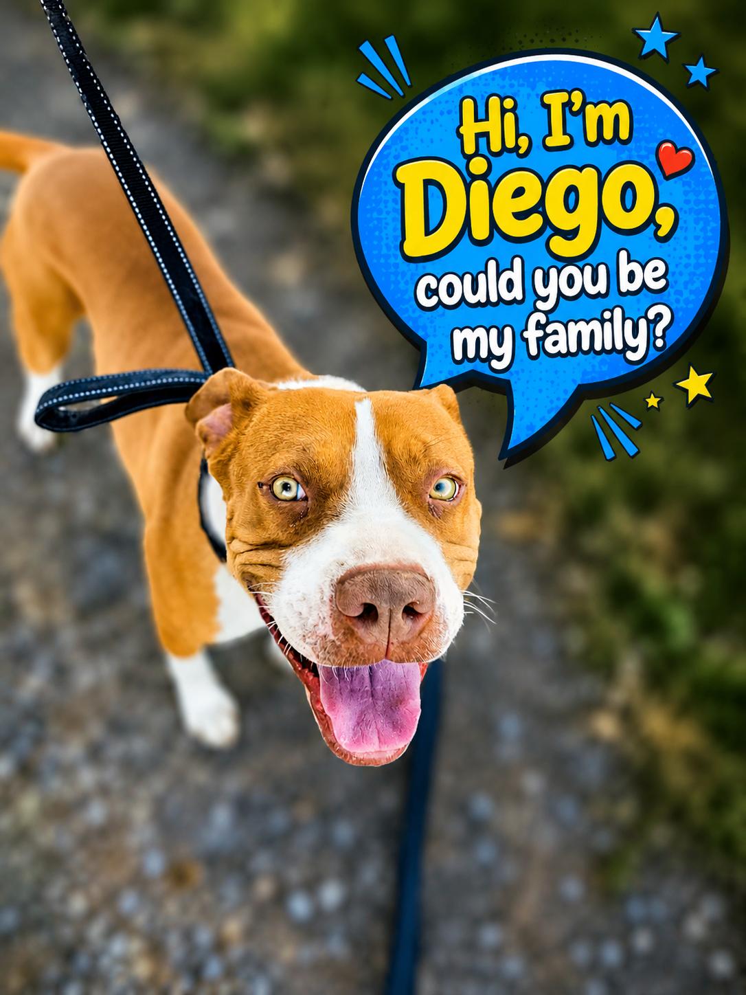 Diego, Adoptable, Adult Male Pit Bull Terrier & Boxer.