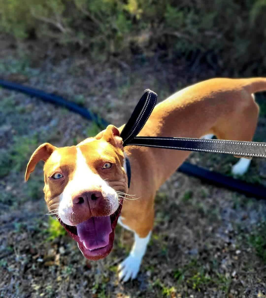 Enlarge Diego, a Adoptable mixed breed in Roswell, NM image 2/6