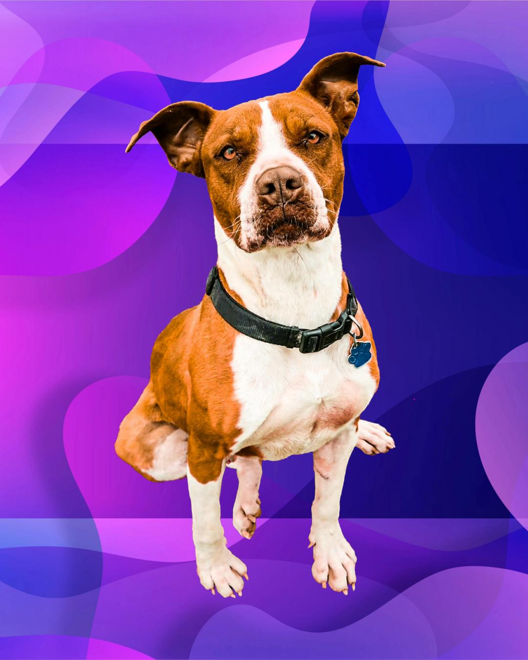 Enlarge Diego, a Adoptable mixed breed in Roswell, NM image 4/6