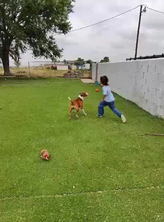 Enlarge Diego, a Adoptable mixed breed in Roswell, NM video 3/6