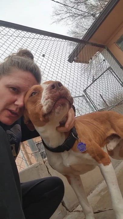Enlarge Diego, a Adoptable mixed breed in Roswell, NM video 5/6