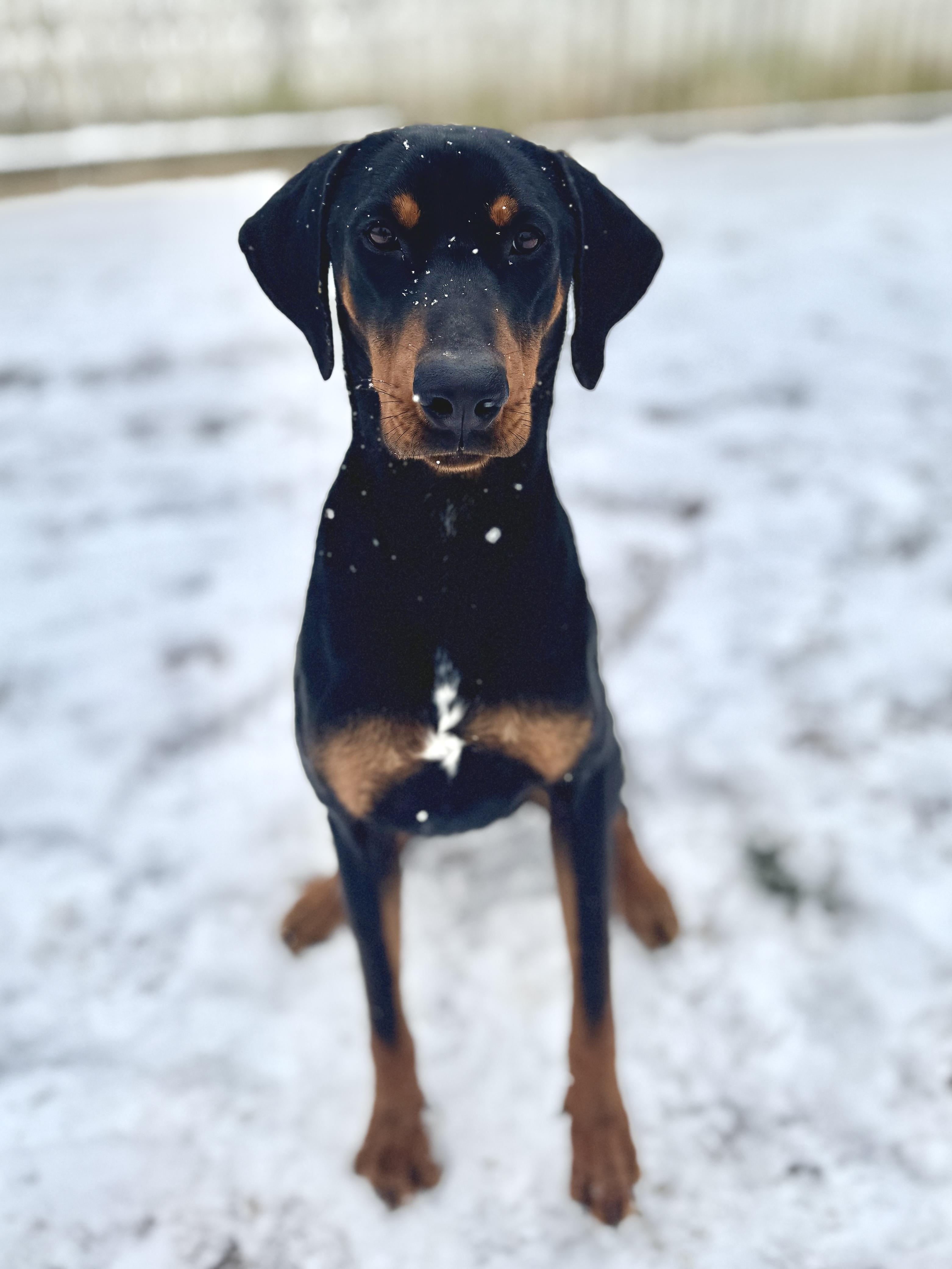 Enlarge Commander, a Adoptable mixed breed in Silver Spring, MD image 1/6