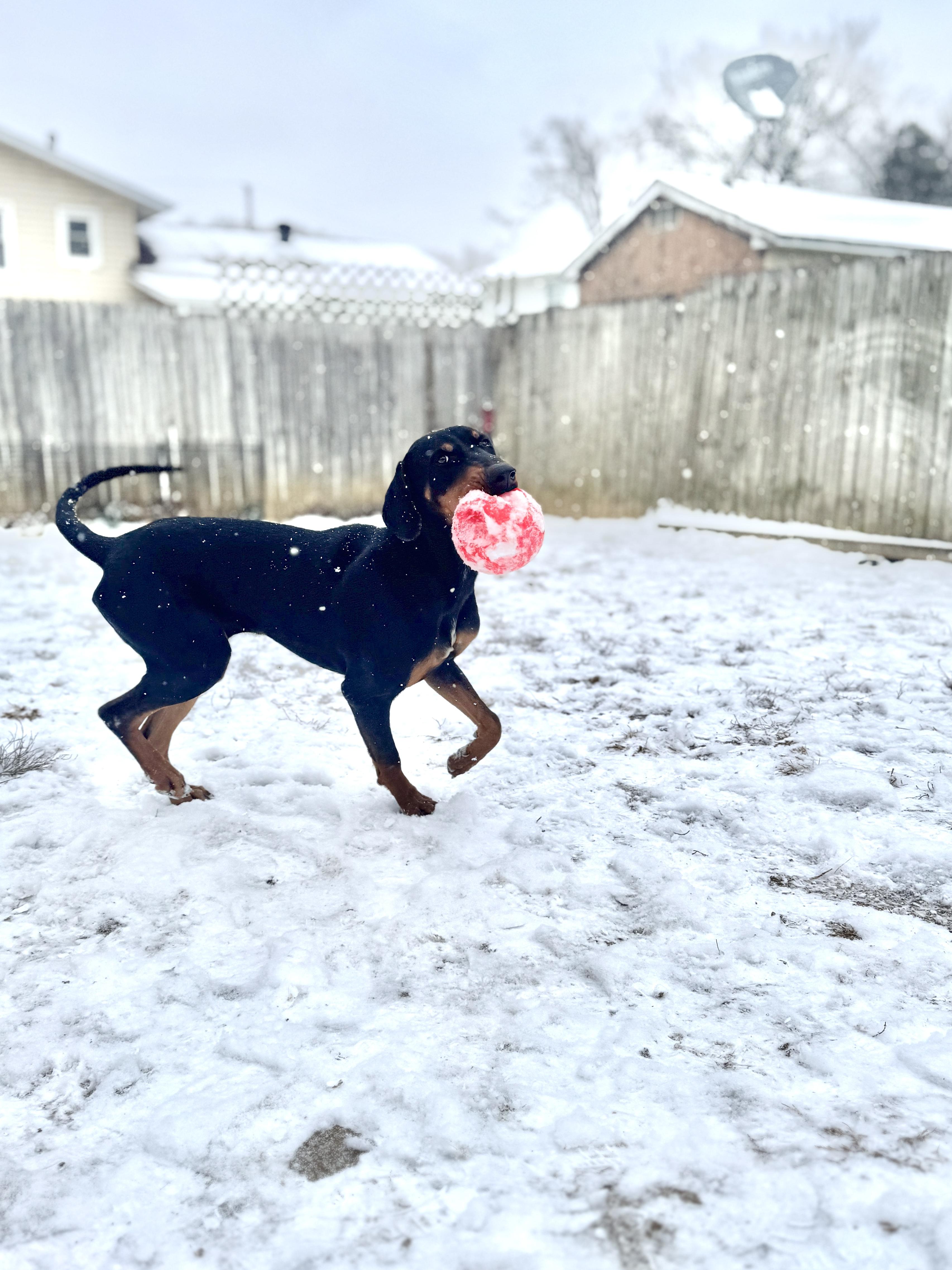 Enlarge Commander, a Adoptable mixed breed in Silver Spring, MD image 5/6