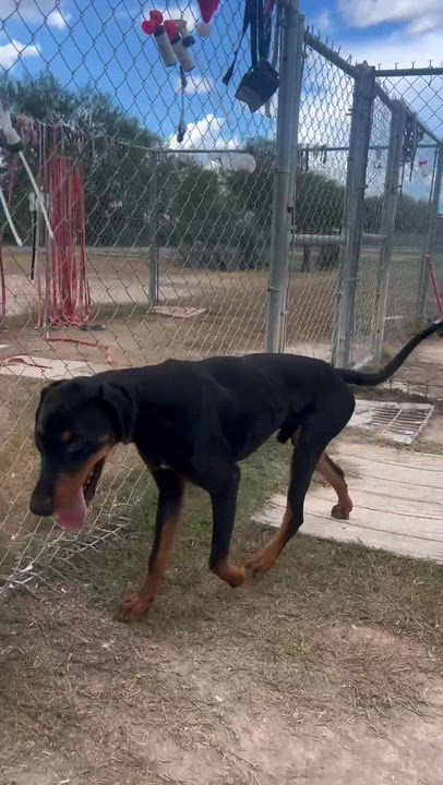 Enlarge Commander, a Adoptable mixed breed in Silver Spring, MD video 6/6