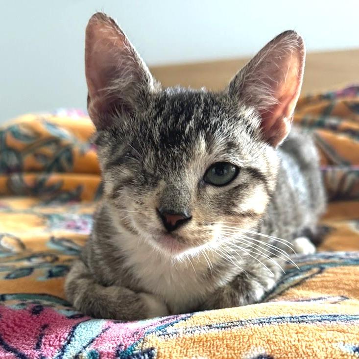 Enlarge Bucky, a Adoptable Domestic Short Hair in Costa Mesa, CA image 1/4