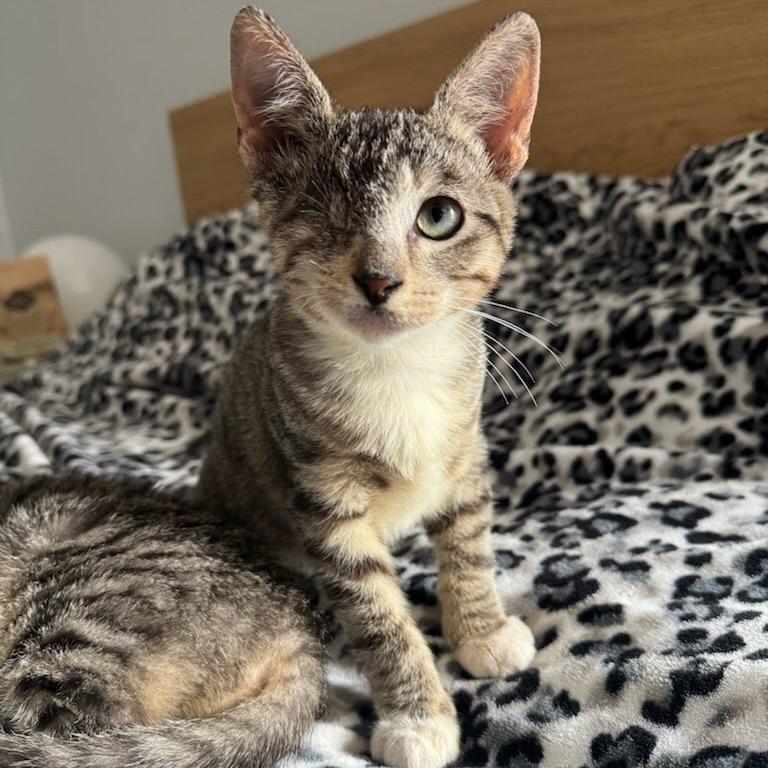 Enlarge Bucky, a Adoptable Domestic Short Hair in Costa Mesa, CA image 2/4