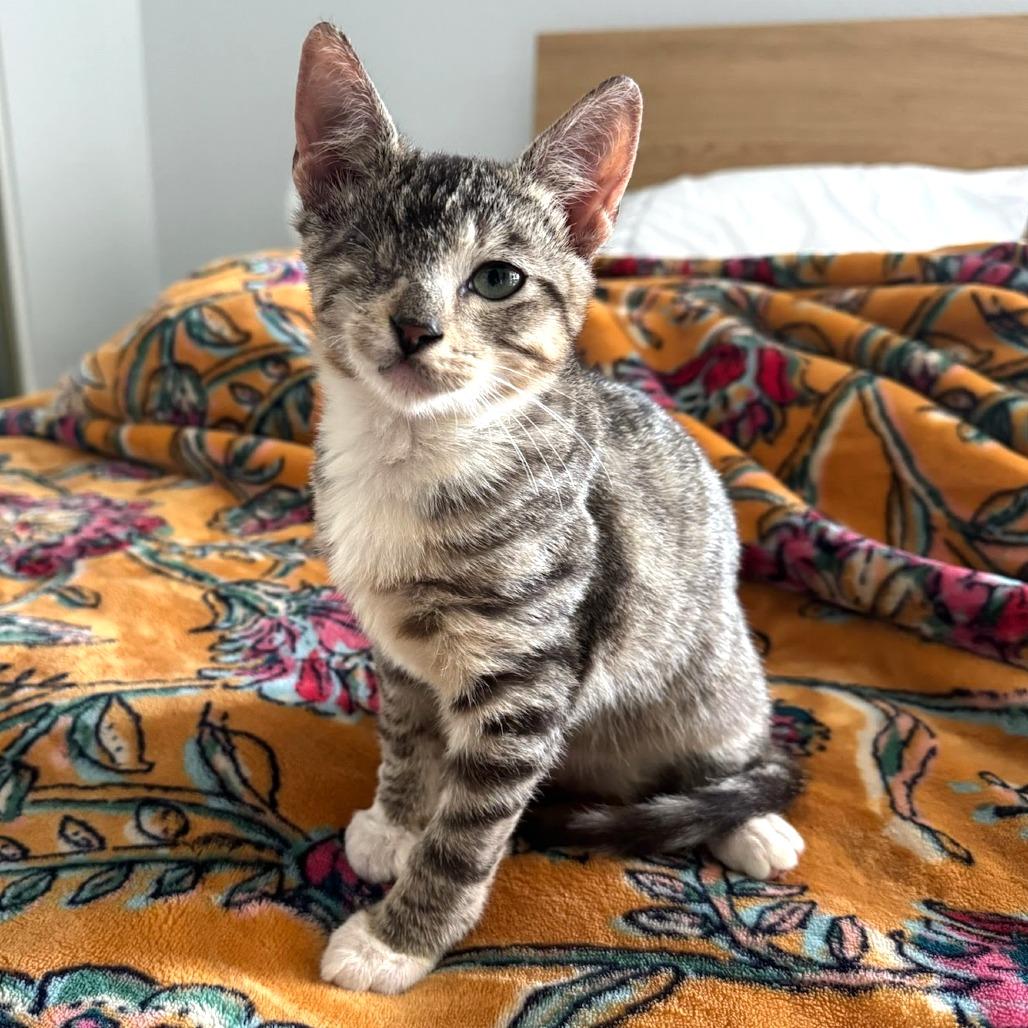 Enlarge Bucky, a Adoptable Domestic Short Hair in Costa Mesa, CA image 3/4