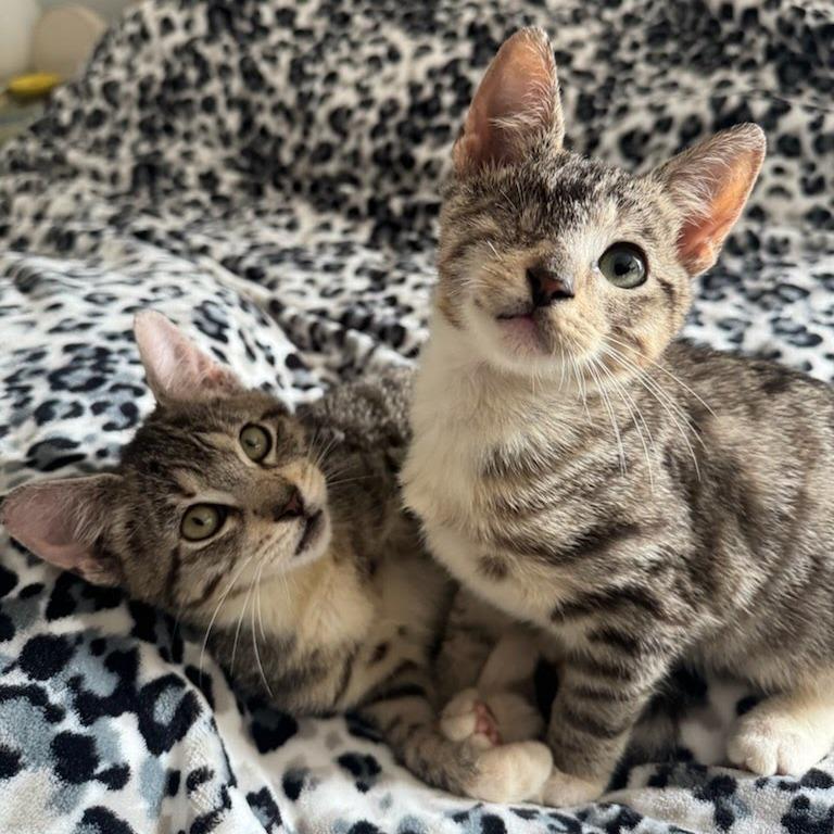 Enlarge Bucky, a Adoptable Domestic Short Hair in Costa Mesa, CA image 4/4