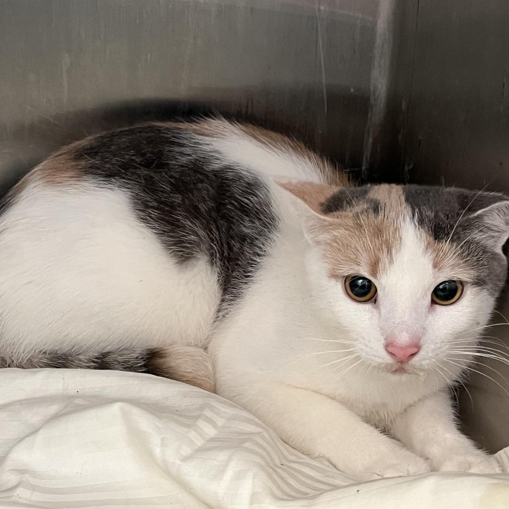 Rosetta FKA Lucky, Adoptable, Young Female Domestic Short Hair.