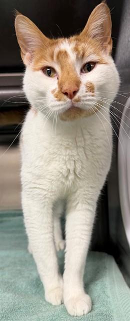 GEORGE, Adoptable, Young Male Domestic Short Hair.