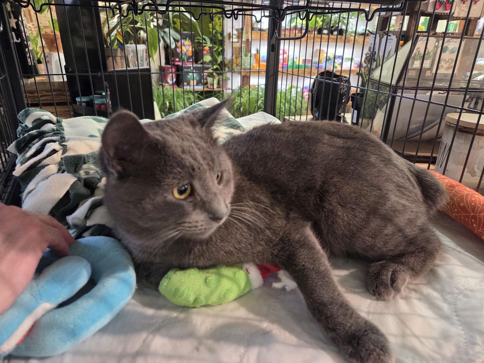 Mr.Bob — thumbnail 2