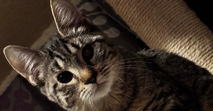 Mindy, Adoptable, Kitten Female Domestic Short Hair.