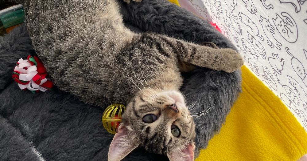 Enlarge Mindy, a Adoptable mixed breed in Olyphant, PA image 2/3