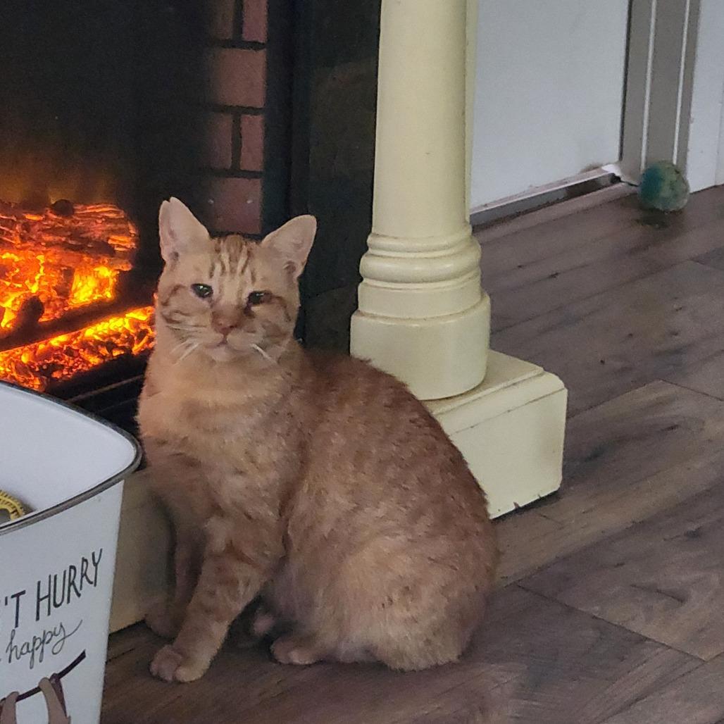 Enlarge Reba CatEntire - Foster, a Adoptable Domestic Short Hair in Grand Rapids, MI image 1/5