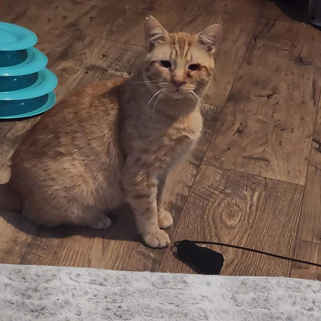 Enlarge Reba CatEntire - Foster, a Adoptable Domestic Short Hair in Grand Rapids, MI image 2/5