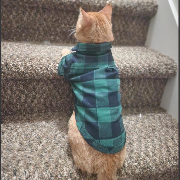 Enlarge Reba CatEntire - Foster, a Adoptable Domestic Short Hair in Grand Rapids, MI image 3/5