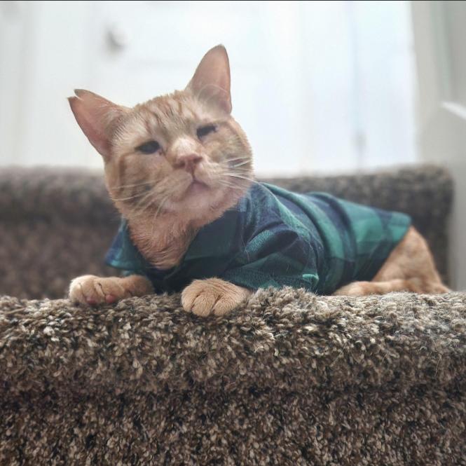 Enlarge Reba CatEntire - Foster, a Adoptable Domestic Short Hair in Grand Rapids, MI image 4/5