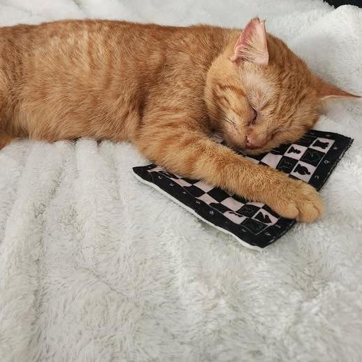 Enlarge Reba CatEntire - Foster, a Adoptable Domestic Short Hair in Grand Rapids, MI image 5/5