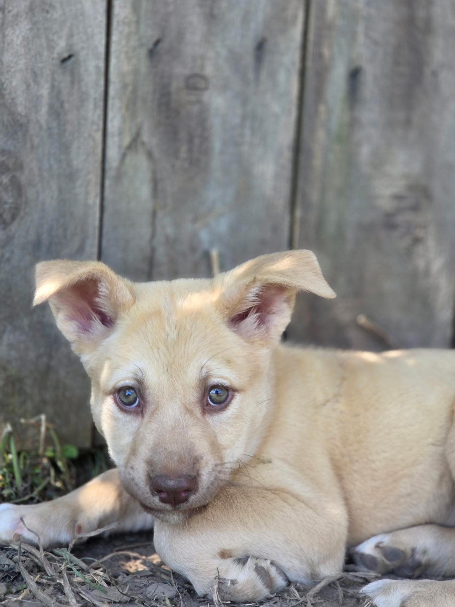 Snookie, an adopted mixed breed in Port Angeles, WA image 5/5