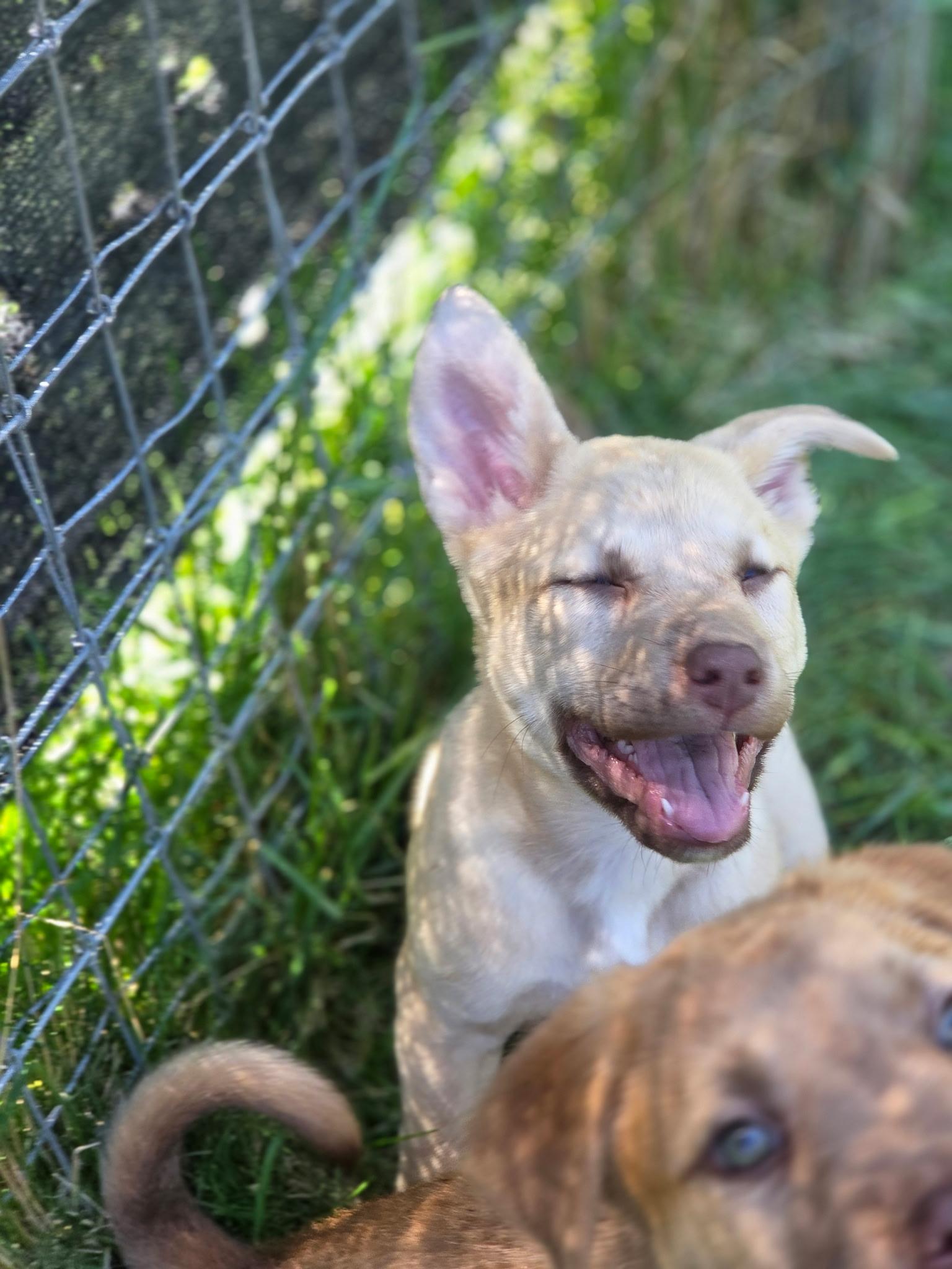 Snookie, an adopted mixed breed in Port Angeles, WA image 2/5