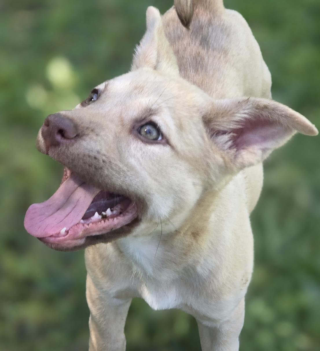 Snookie, an adopted mixed breed in Port Angeles, WA image 1/5