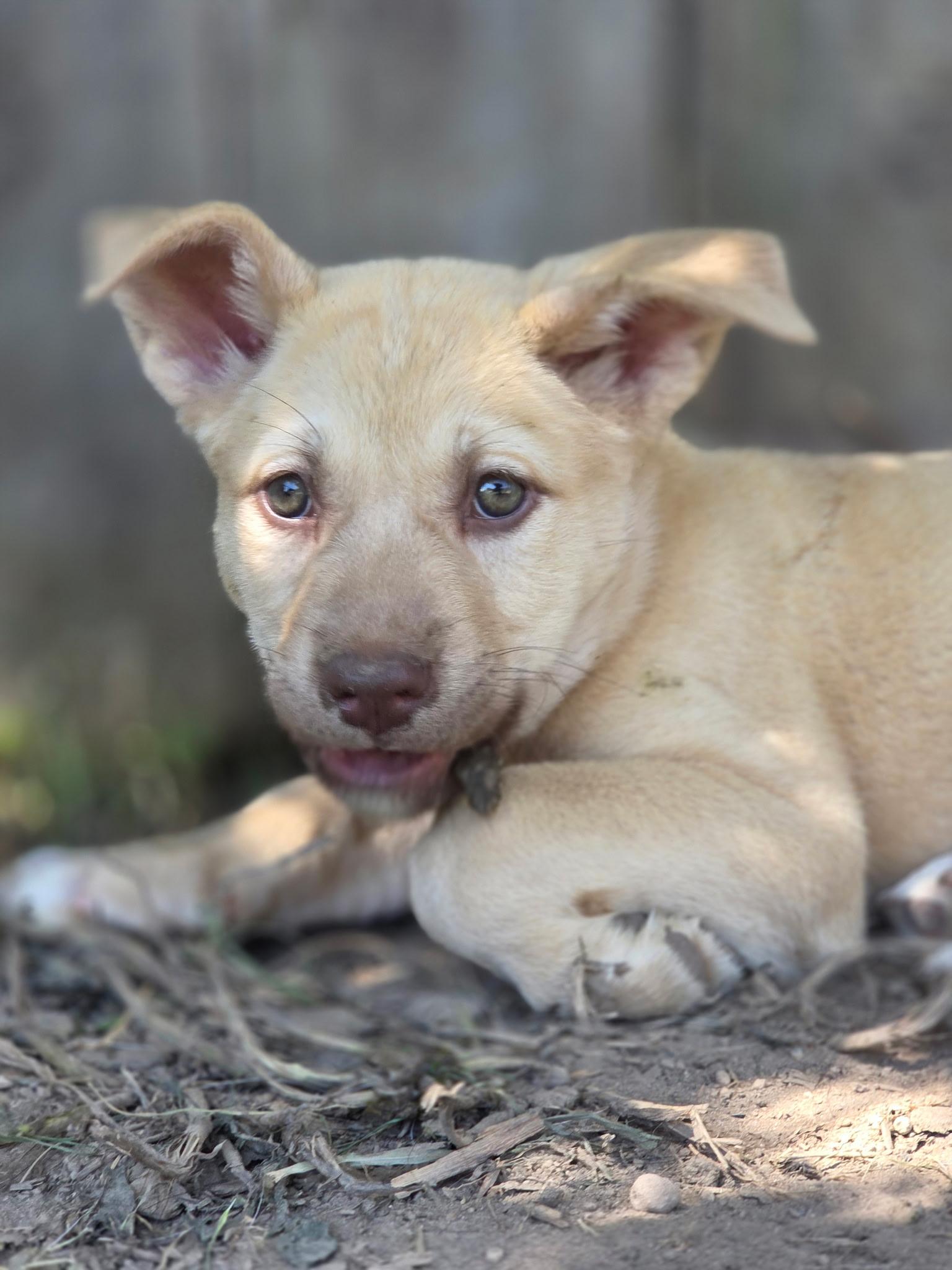 Snookie, an adopted mixed breed in Port Angeles, WA image 4/5