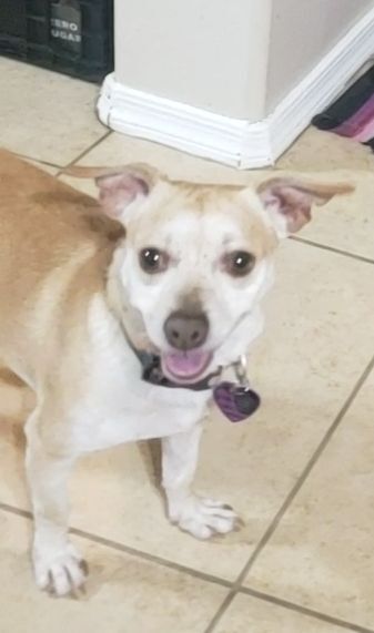 DEKKAR, Adoptable, Adult Male Chihuahua & Shiba Inu.