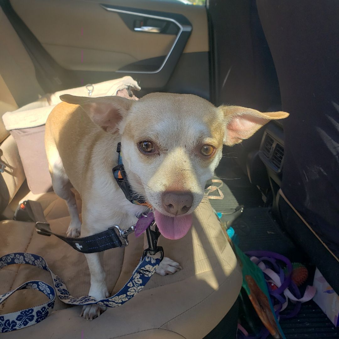 DEKKAR, a Adoptable mixed breed in Phoenix, AZ image 2/6