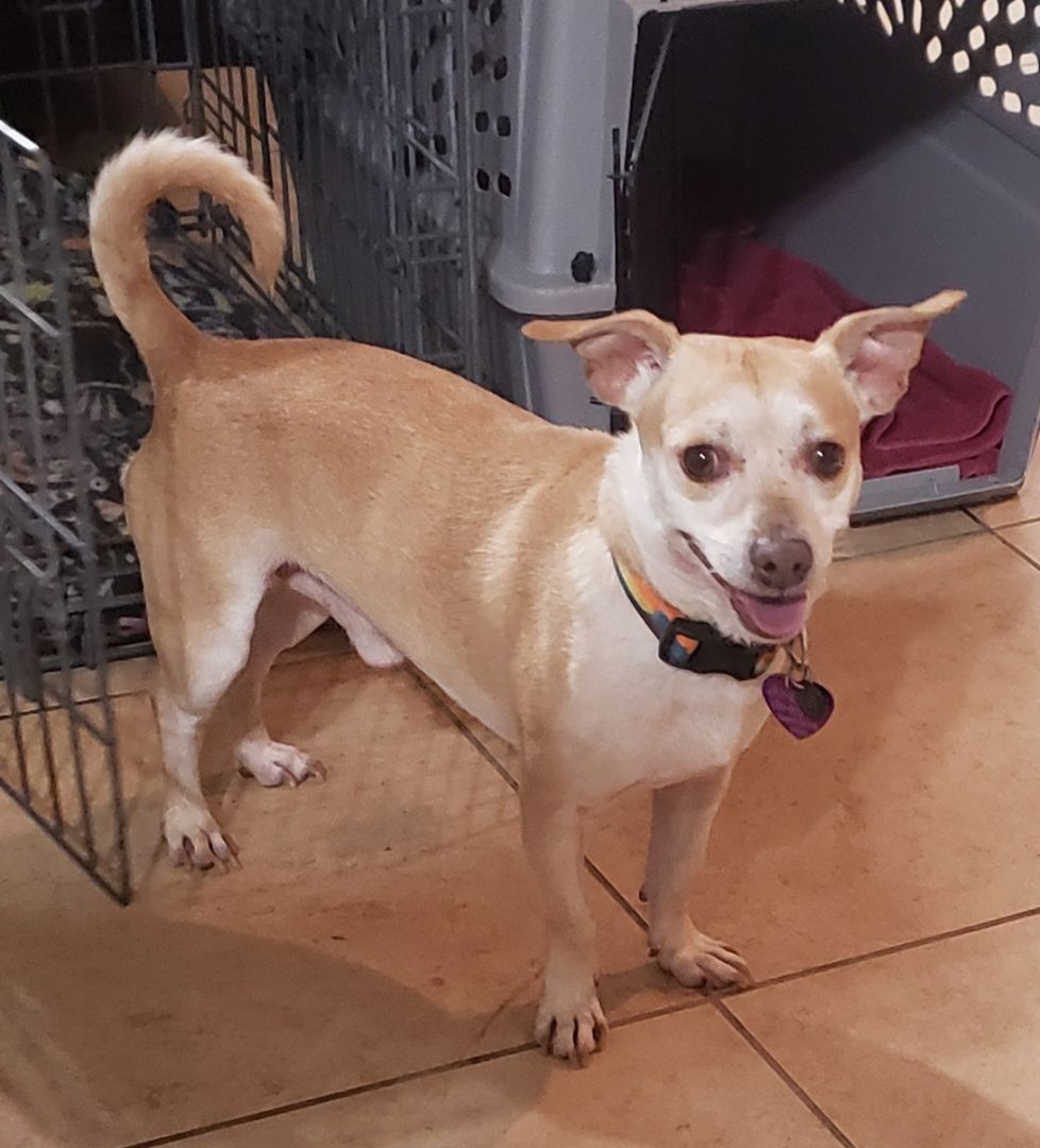 DEKKAR, an adoptable Chihuahua, Shiba Inu in Phoenix, AZ, 85016 | Photo Image 2