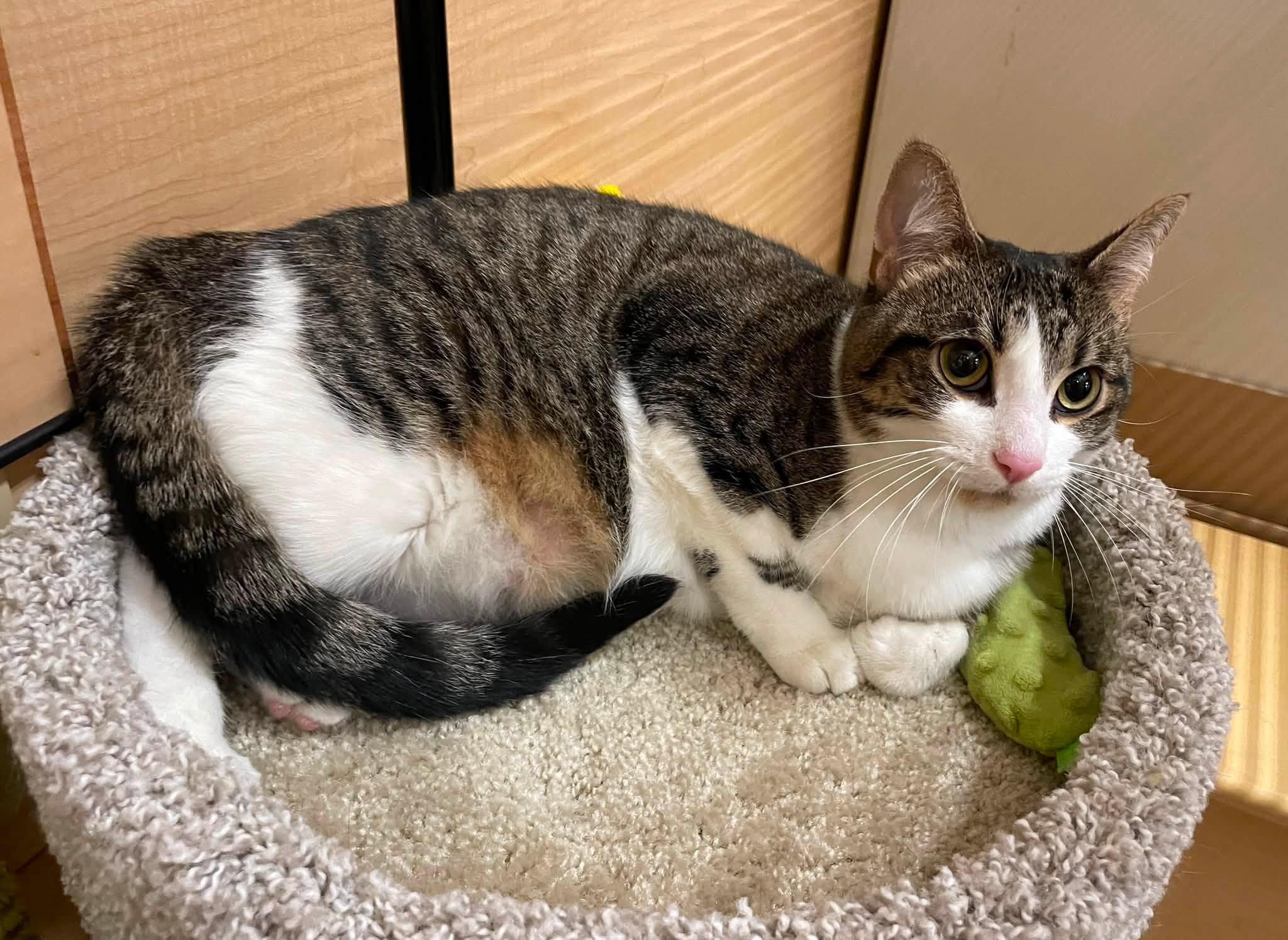 ChiChi, a Adoptable Domestic Short Hair in Sterling Heights, MI image 3/3