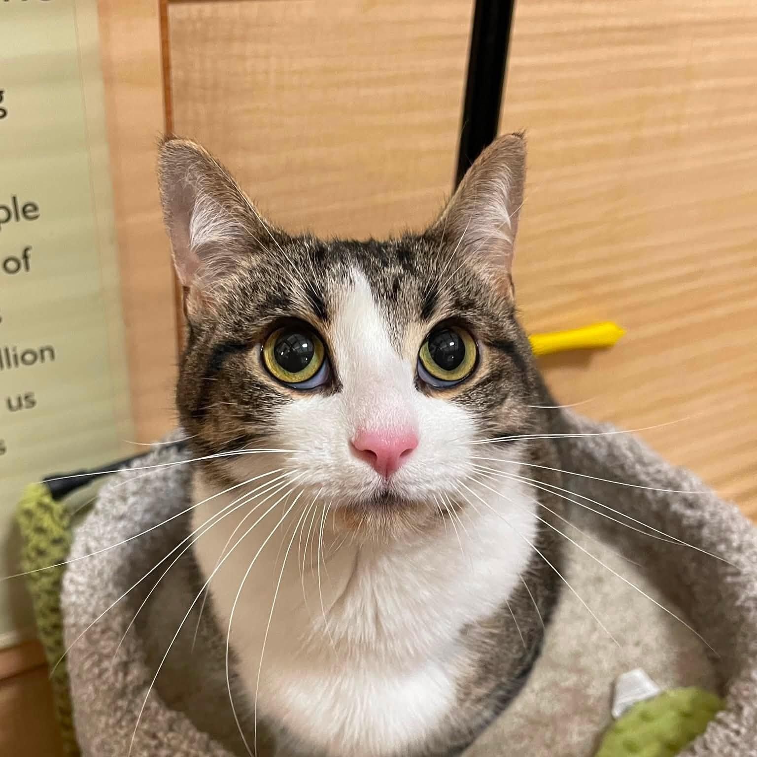 ChiChi, a Adoptable Domestic Short Hair in Sterling Heights, MI image 2/3