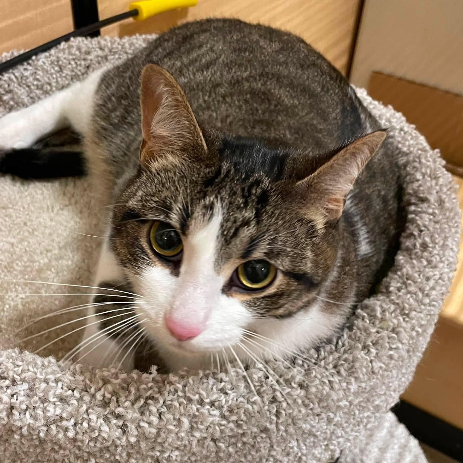 ChiChi, Adoptable, Adult Female Domestic Short Hair.