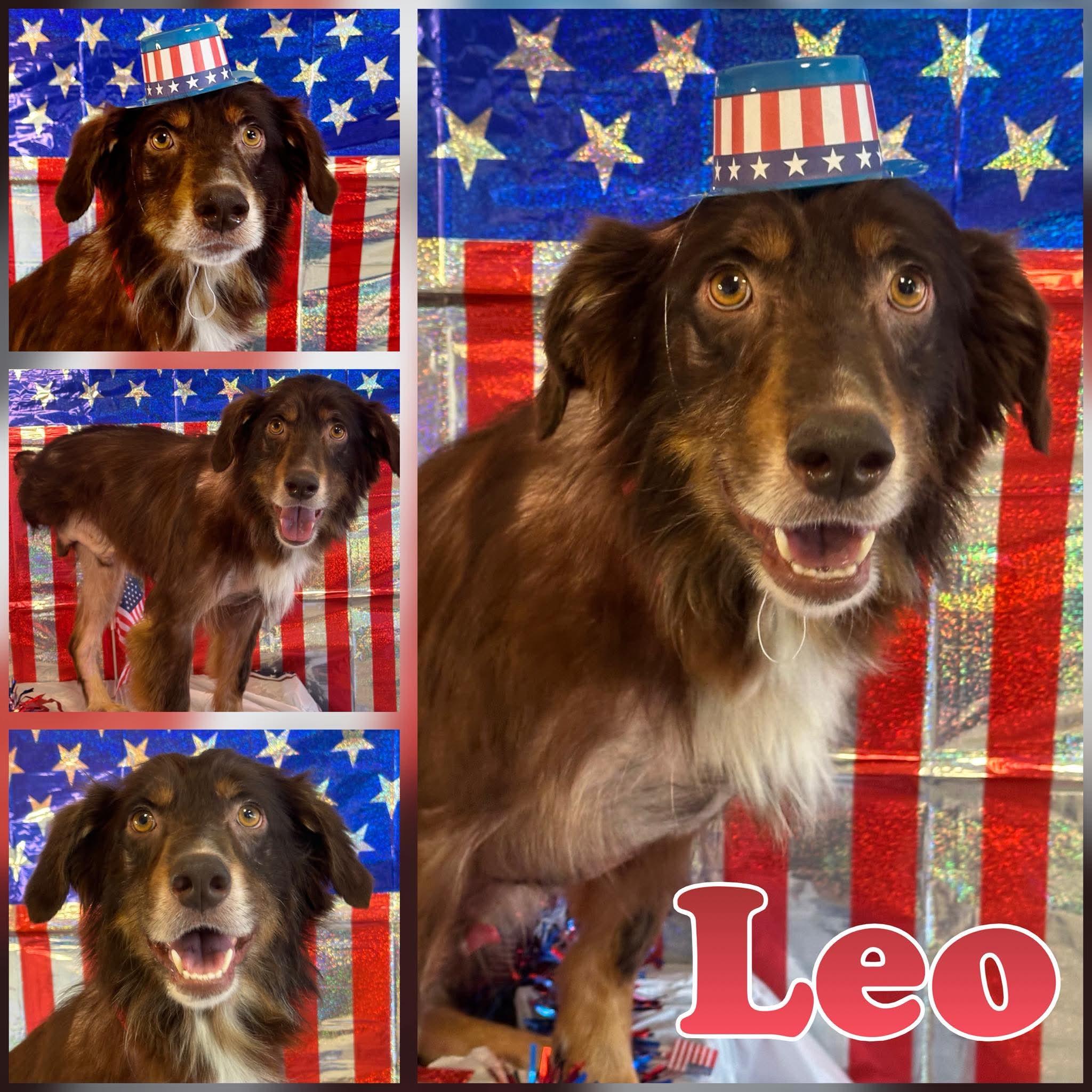 Enlarge Leo, a ADOPTABLE mixed breed in Hatfield, PA image 1/1