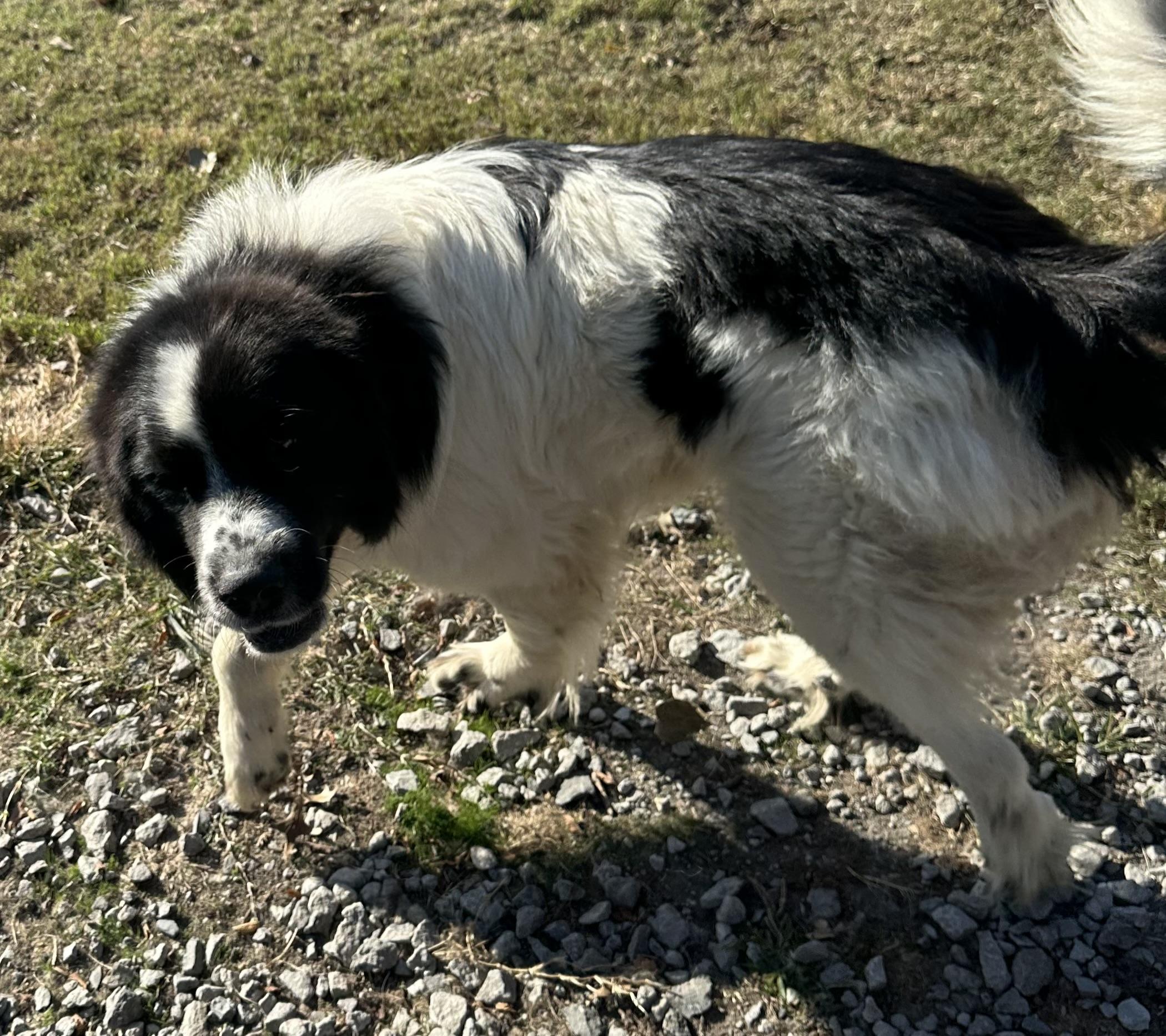 Victor, a Adoptable Newfoundland Dog in Wagoner, OK image 1/5
