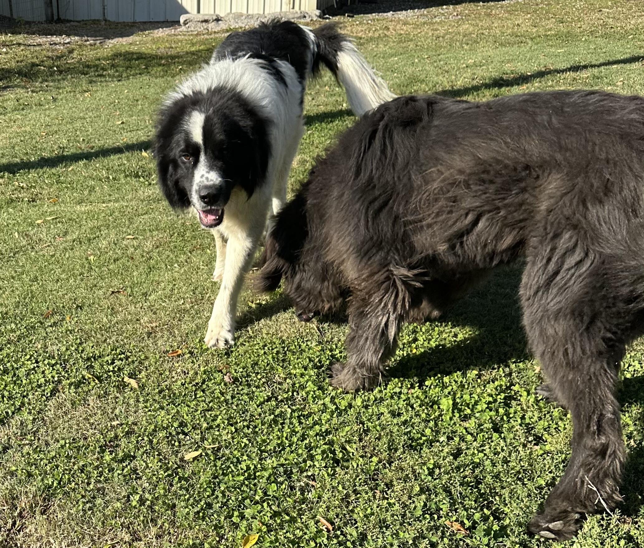 Victor, a Adoptable Newfoundland Dog in Wagoner, OK image 3/5