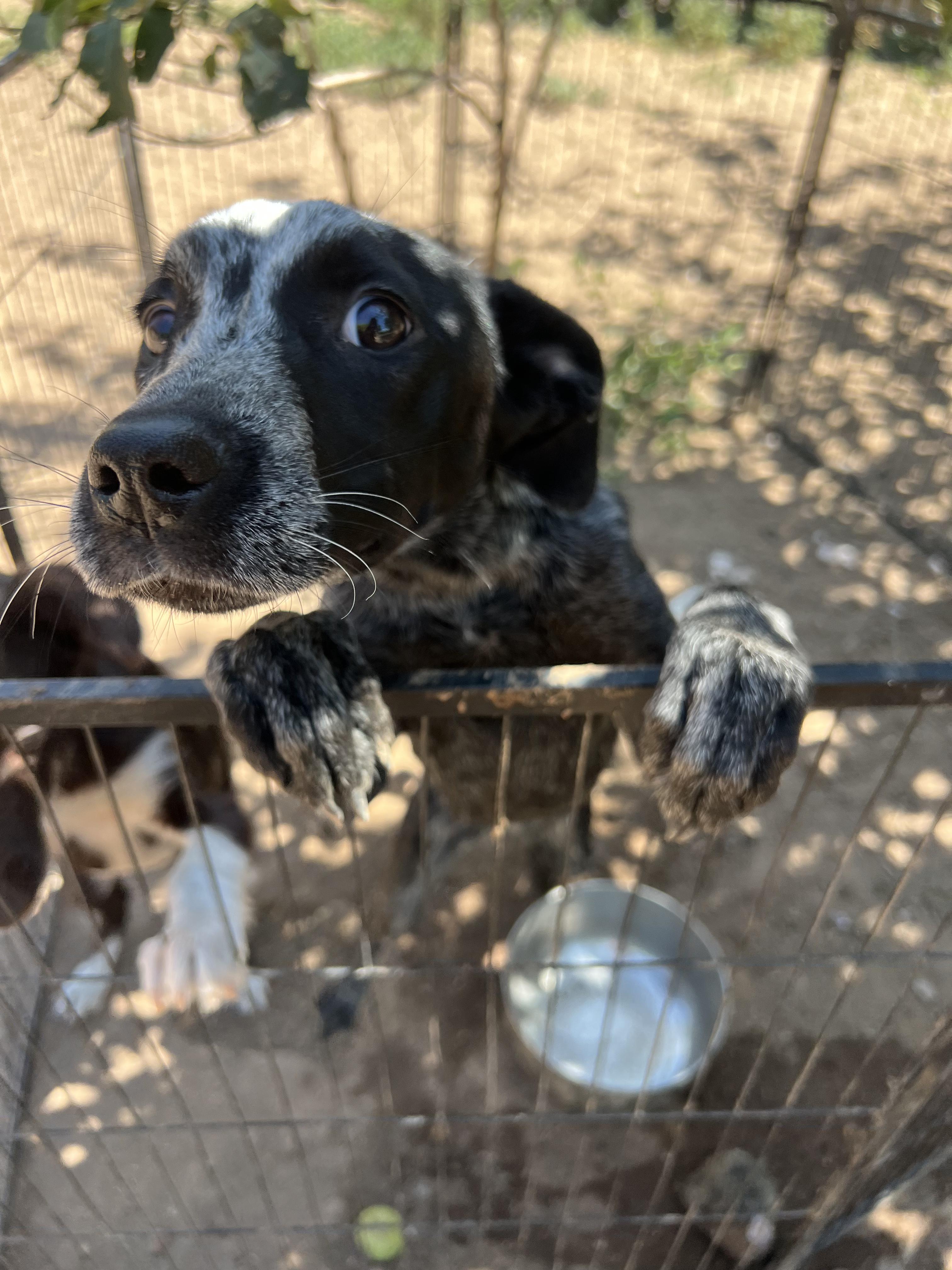 Bluebell, Adoptable, Young Female Australian Cattle Dog / Blue Heeler & Hound.