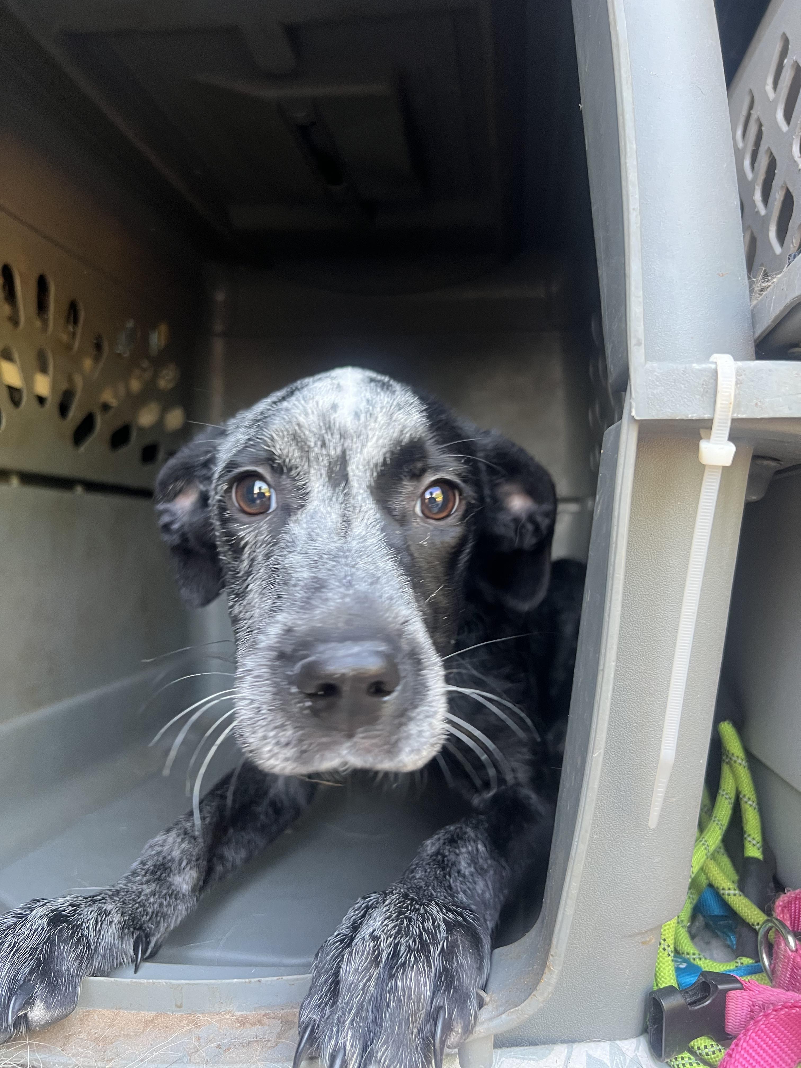 Bluebell, a Adoptable mixed breed in Fort Collins, CO image 2/4