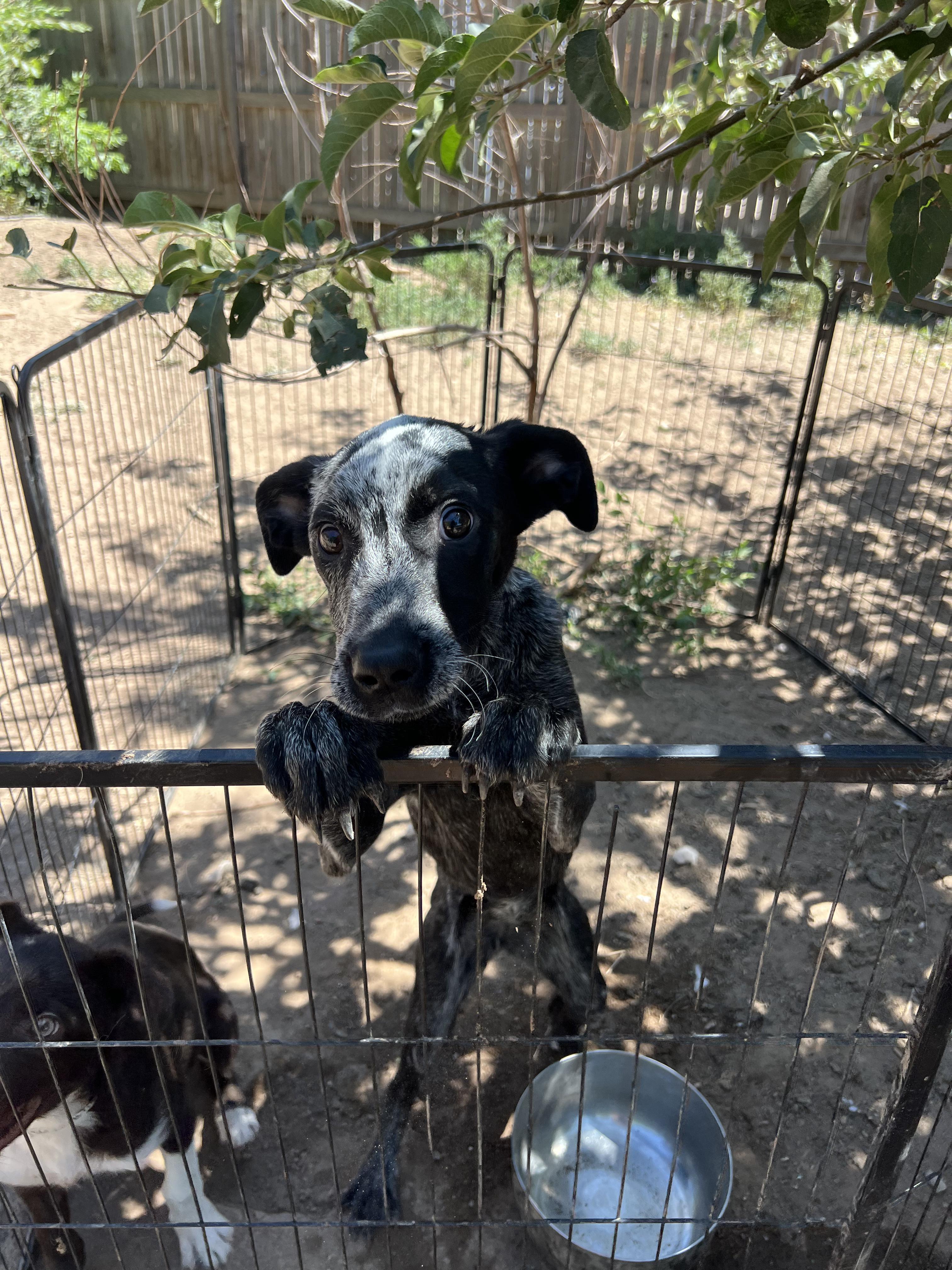 Bluebell, a Adoptable mixed breed in Fort Collins, CO image 3/4