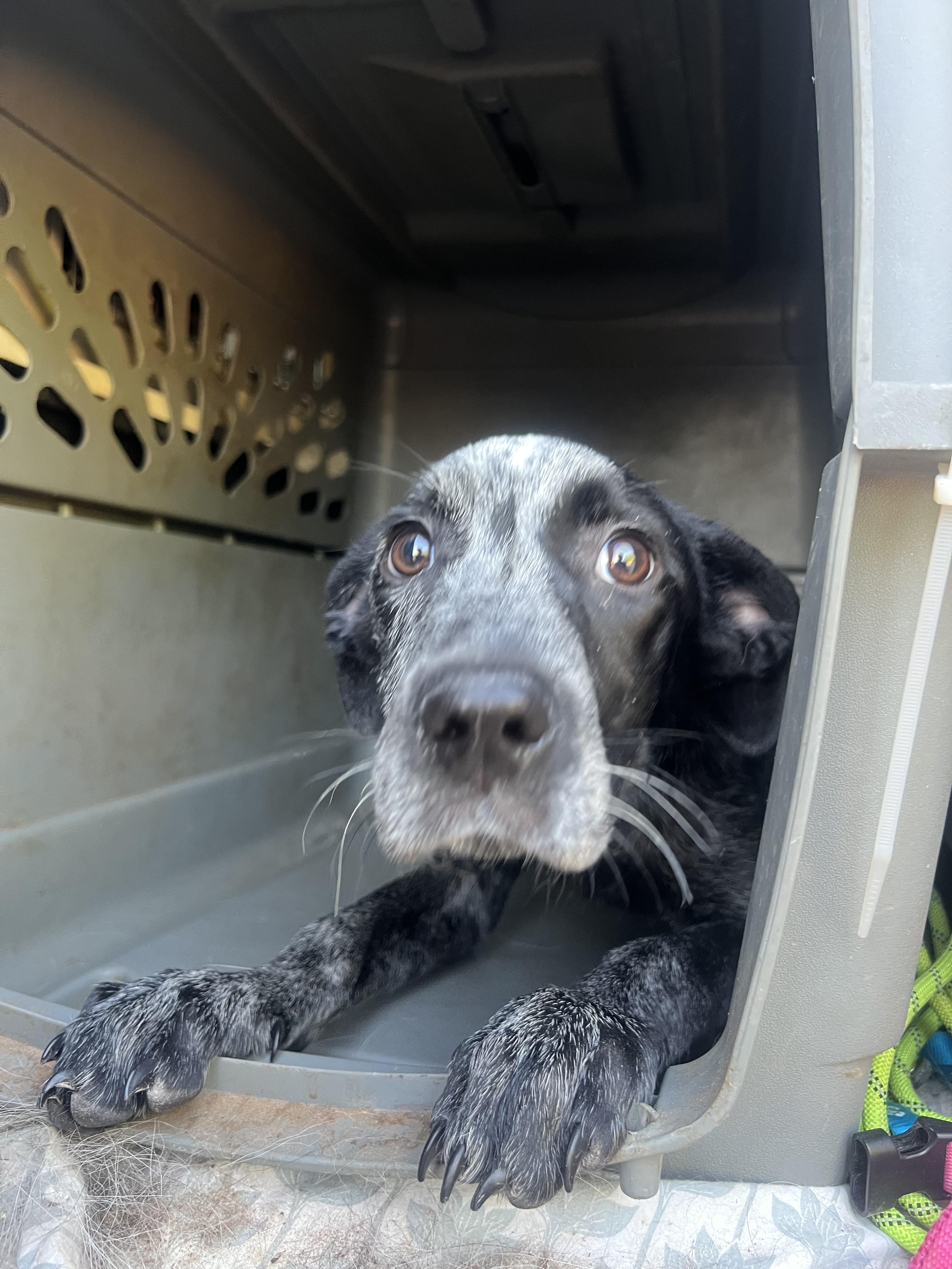 Bluebell, a Adoptable mixed breed in Fort Collins, CO image 4/4